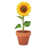 Pot graines de tournesol SUNFLOWER