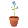 Pot graines de myosotis FORGET ME NOT