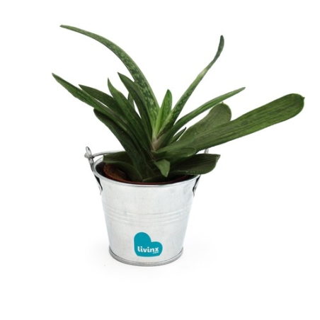 Plante pot zinc Ø7 cm