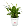 Plante pot zinc Ø15 cm