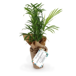 Plante pot cellulose