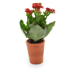 Plante fleurie pot terre cuite Ø7 cm