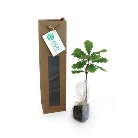 Plant d'arbre sac kraft - Feuillus