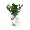 Plant d'arbre pot zinc Ø8 cm - Résineux