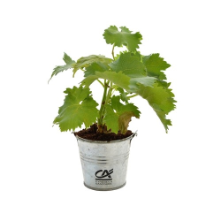 Plant d'arbre pot zinc Ø8 cm - Prestiges