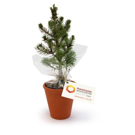 Plant d'arbre pot terre cuite Ø10 cm - Résineux