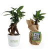 Ficus Ginseng pot Ø7 cm