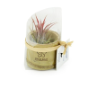 Tillandsia pot bambou