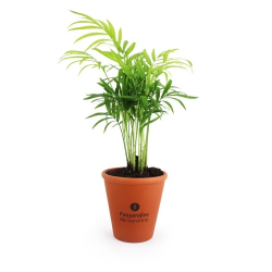 Plante pot terre cuite Ø10 cm