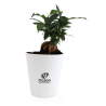 Ficus Ginseng pot Ø12cm