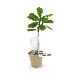 Plant d'arbre pot Bambou Ø10 cm - Feuillus