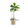 Plant d'arbre pot Bambou Ø10 cm - Feuillus