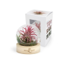 Tillandsia en terrarium socle bois