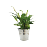 Plante pot zinc Ø15 cm