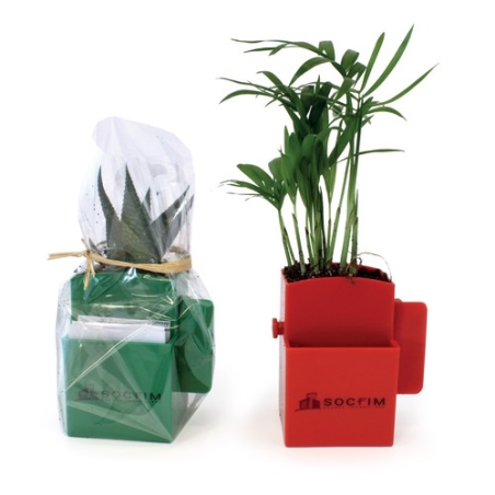 Végétal box plante