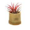 Tillandsia pot bambou