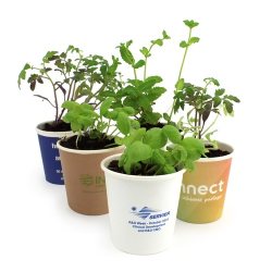 Kit plantation Pot Carton